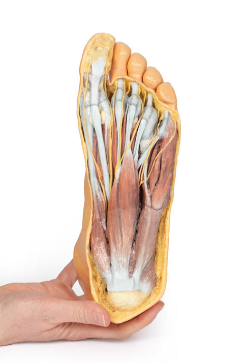 Picior - suprafața plantară și disecție superficială pe fața dorsală