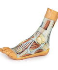 Picior – disecție superficială și profundă a gambei distale și piciorului