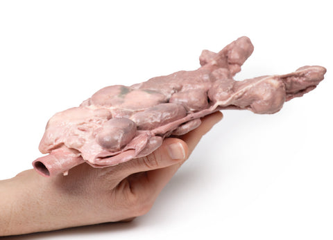 Aorta și ganglionii limfatici para-aortici