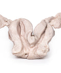 Uter bicorn unicollis
