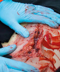 Moulage lacerație, mare cu funcție de sângerare