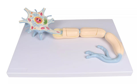 Neuron, mărime 3000x, 2 piese