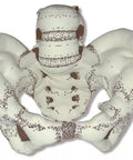 Pelvis din material textil