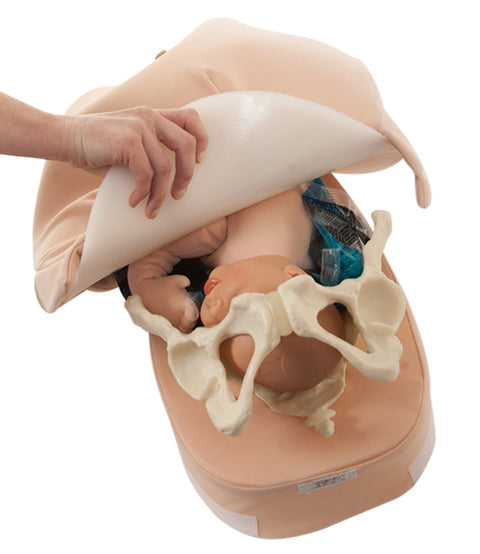 Abdominal Palpation Model Set