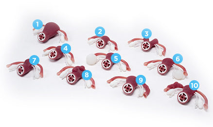 ZOE Gynecological Skills Trainer