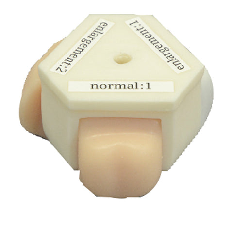 Simulator de prostată și rectal