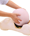 Simulator de examen obstetric