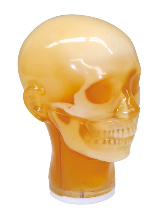 Fantomă cap pentru radiografie dentară, maxilare închise