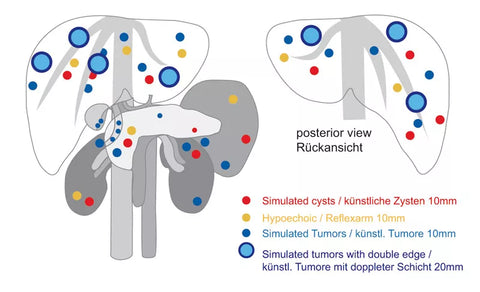 Set anatomie/patologie model pentru ecografie și model anatomic