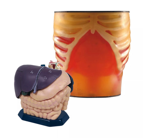 Set anatomie/patologie model pentru ecografie și model anatomic