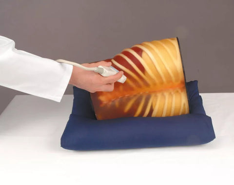 Set anatomie/patologie model pentru ecografie și model anatomic