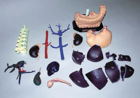 Model anatomic pentru educație în ecografie