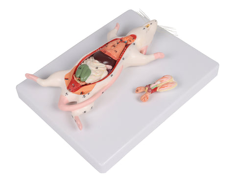Model de disecție șobolan
