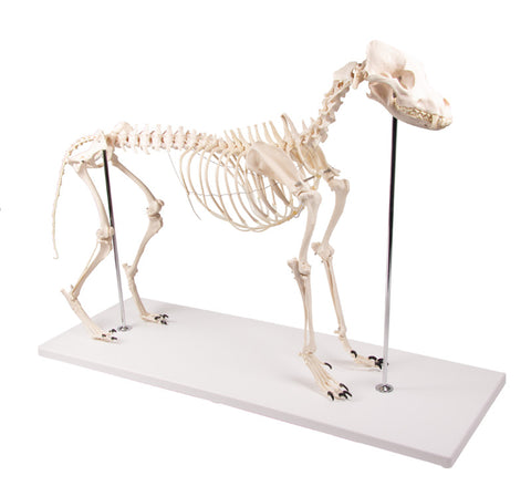Schelet câine "Olaf", mărime naturală