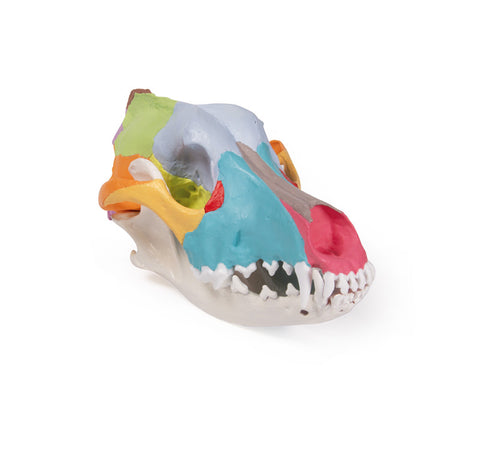 Craniu câine cu pictură didactică - EZ Augmented Anatomy