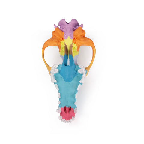 Craniu câine cu pictură didactică - EZ Augmented Anatomy