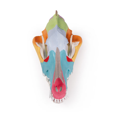 Craniu câine cu pictură didactică - EZ Augmented Anatomy