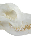 Craniu, câine domestic, ciobănesc german (Canis familiaris)