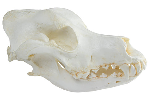 Craniu, câine domestic, ciobănesc german (Canis familiaris)