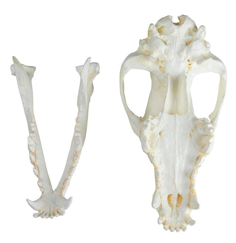Craniu, câine domestic, ciobănesc german (Canis familiaris)