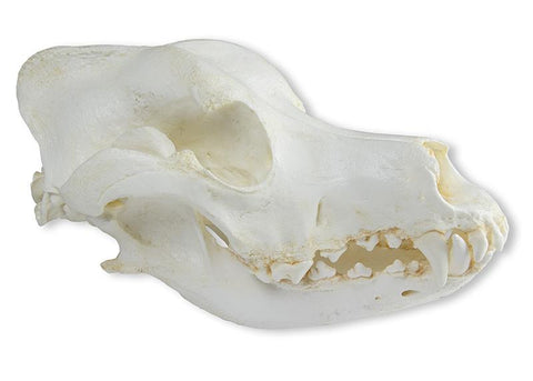 Craniu, câine domestic, ciobănesc german (Canis familiaris)