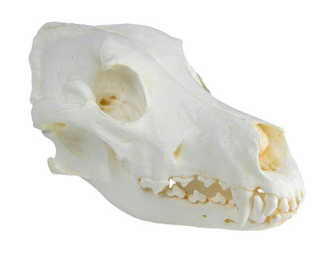 Craniu, câine domestic, Great Dane (Canis familiaris)