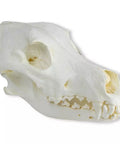 Craniu, Câine domestic, Great Dane (Canis familiaris)