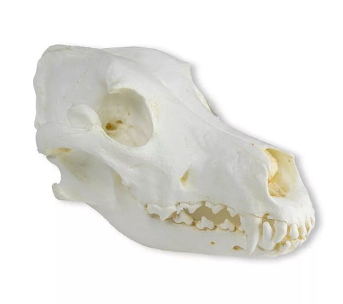 Craniu, Câine domestic, Great Dane (Canis familiaris)
