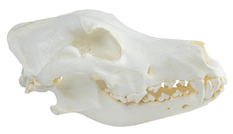Craniu, câine domestic, Great Dane (Canis familiaris)