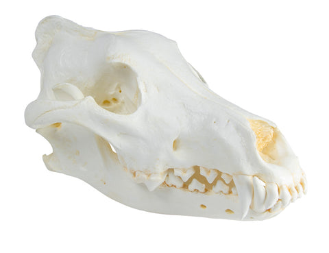 Craniu, lup (Canis lupus), lup din Alaska