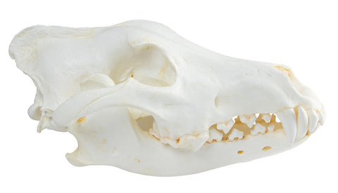 Craniu, lup (Canis lupus), lup din Alaska