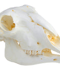 Craniu, oaie domestică, femelă (Ovis aries)