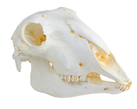 Craniu, oaie domestică, femelă (Ovis aries)