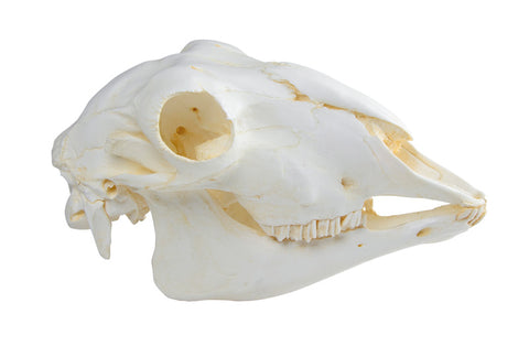 Craniu, oaie domestică, femelă (Ovis aries)