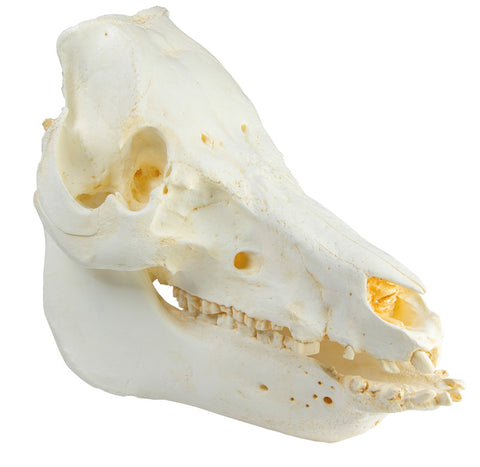 Craniu porc domestic (Sus scrofa domesticus)