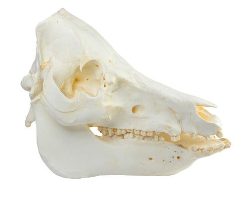 Craniu porc domestic (Sus scrofa domesticus)