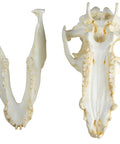 Craniu porc domestic (Sus scrofa domesticus)