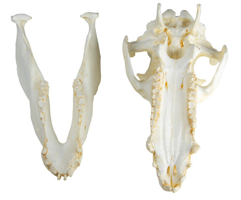 Craniu porc domestic (Sus scrofa domesticus)