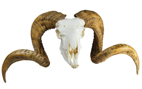 Craniu și corn berbec Merino (Ovis aries)