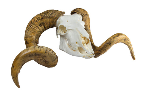 Craniu și corn berbec Merino (Ovis aries)
