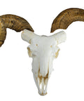 Craniu și corn berbec Merino (Ovis aries)