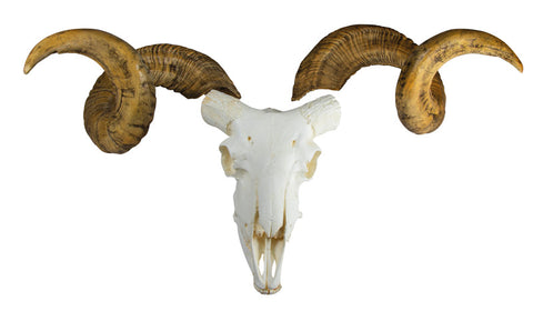 Craniu și corn berbec Merino (Ovis aries)
