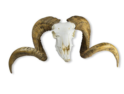 Craniu și corn berbec Merino (Ovis aries)