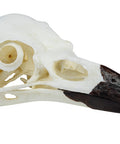 Craniu, corb (Corvus corax)