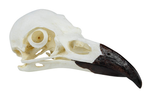 Craniu, corb (Corvus corax)