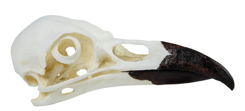 Craniu, corb (Corvus corax)