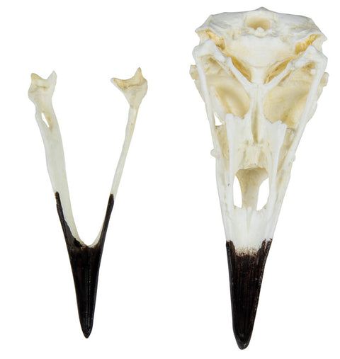 Craniu, corb (Corvus corax)