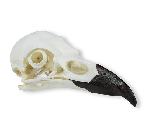 Craniu, corb (Corvus corax)