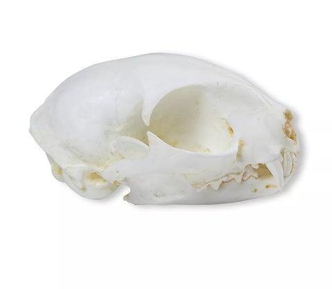 Craniu, Pisică sălbatică (Felis silvestris)