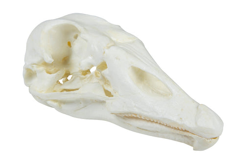 Craniu, gâscă domestică (Anser spec.)